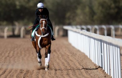 Saudi Cup Betting Odds Maximum Security: Horse Racing Profile